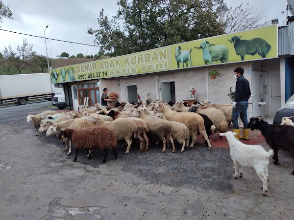 Demir Adak Kurban Satış ve Kesim Merkezi önünde koyun sürüsü