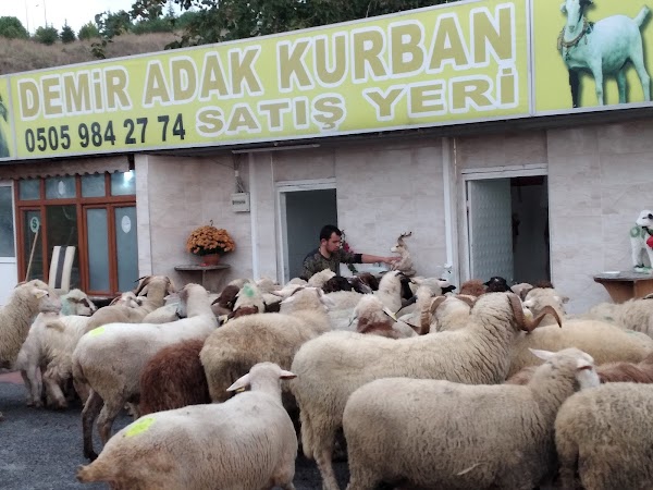 Demir Adak Kurban satış yerinde koyunlar